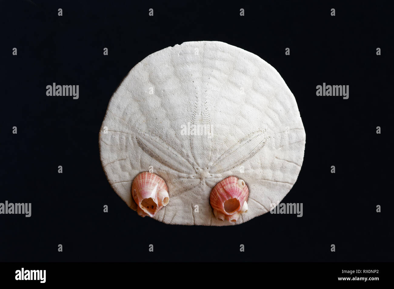 Foto: 43,503.04068 -- Closeup di un morto e puliti eccentrico Sand dollar (Dendraster ecentricus) e 2 Dall's acorn barnacles sfondo nero Foto Stock