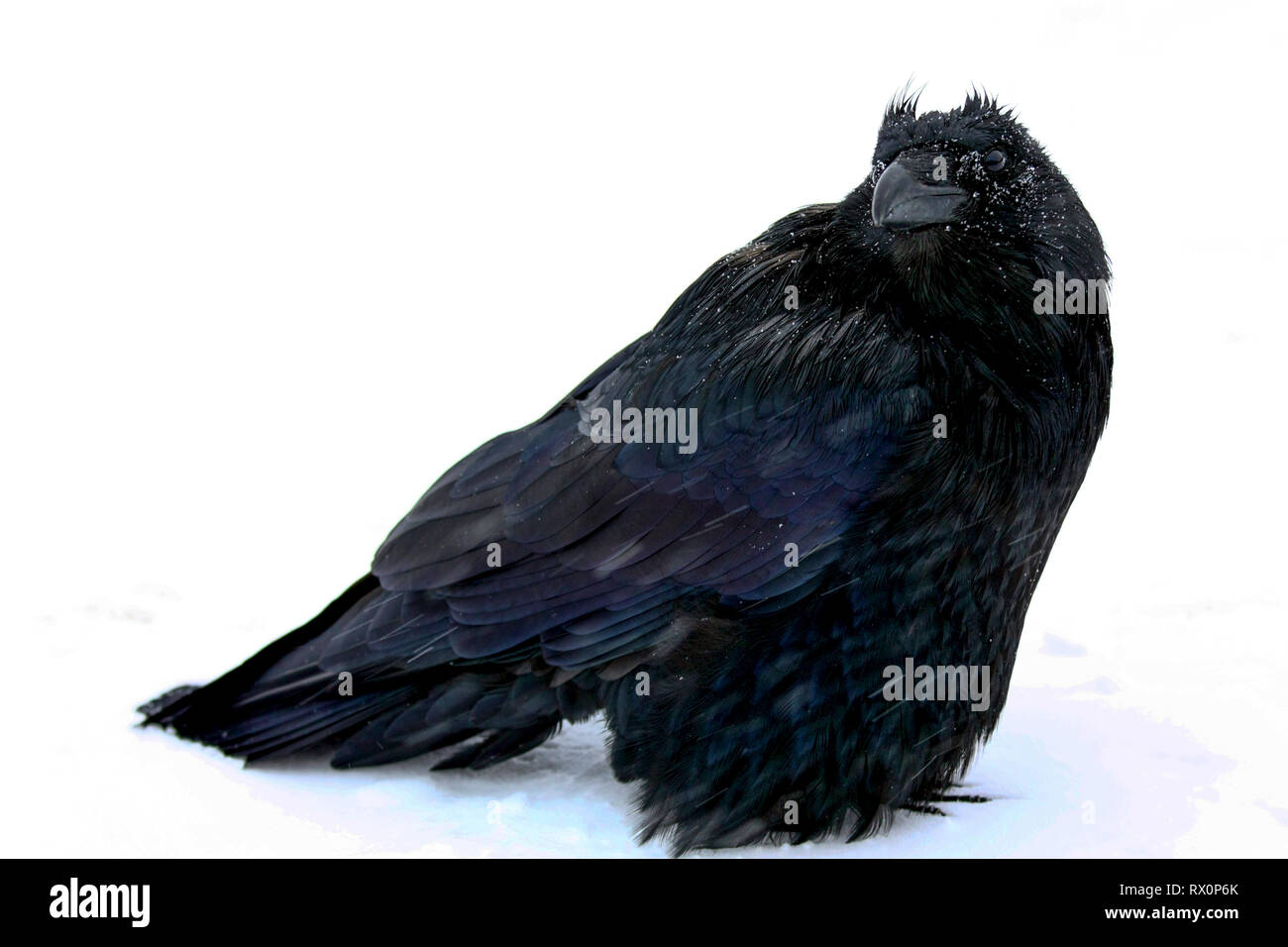 40,524.02017 -- bello big black bird corvo imperiale (Corvus corax, Corvidae - 20' lungo, becco a punta coda), in piedi nella tormenta -22° F Jasper, Canada, BC Foto Stock