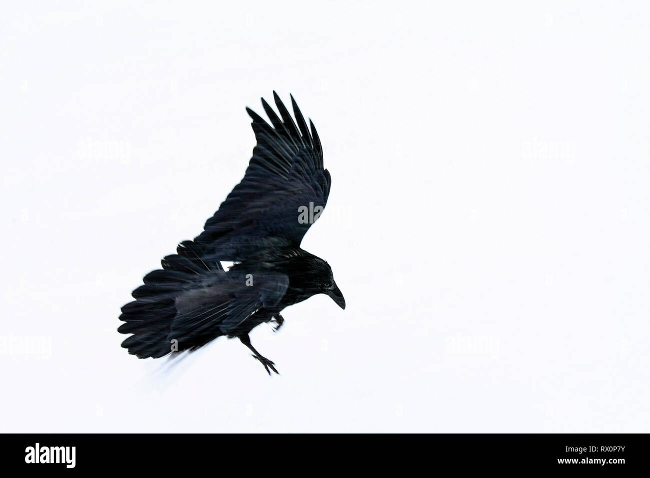 40,524.02030 -- questo bel big black bird battenti in tempesta di neve è un corvo imperiale (Corvus corax, Corvidae - vicino a 20' lungo, becco alla punta della coda), Jasper Foto Stock