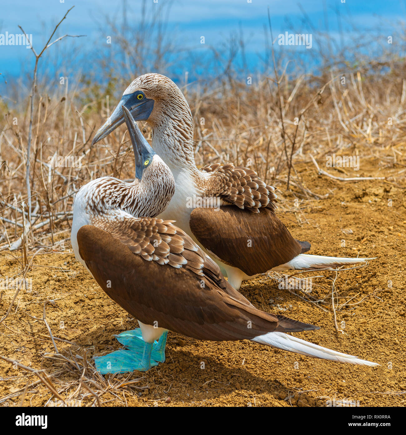 Square fotografia di blue footed boobies durante la loro danza di accoppiamento sull'Isola Espanola, Isole Galapagos National Park, Oceano Pacifico, Ecuador. Foto Stock