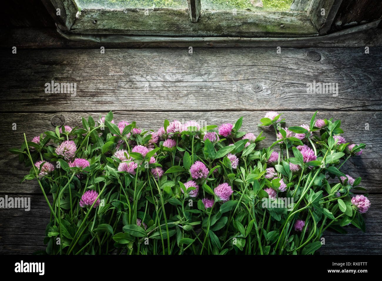 Trifoglio di rosa fiori sul vecchio tavolo in legno finestra vicino all'interno del retro della casa di villaggio. Vista superiore, copia spazio per il testo. Foto Stock