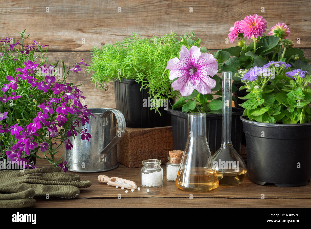 La piantina di piante da giardino e fiori, l'innaffiamento può e rimedi omeopatici per le piante. Alternativa naturale il trattamento delle malattie delle piante. Foto Stock