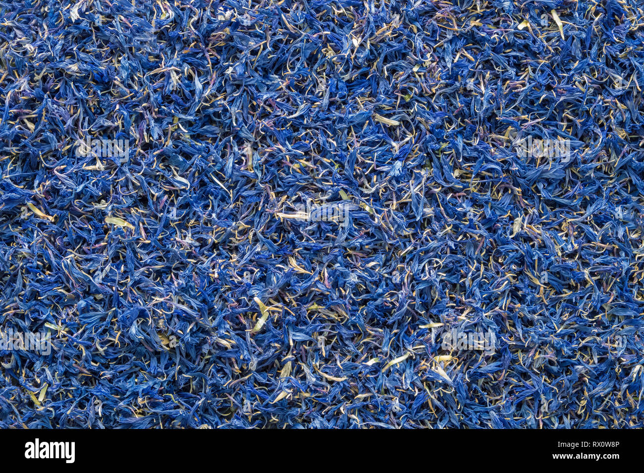 Sfondo di fiordaliso secchi fiori secchi blu fiordaliso. Vista dall'alto. Foto Stock