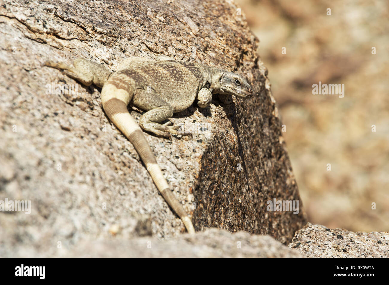 Chuckwalla lucertola o Souromalus ater seduto su una roccia nel deserto Foto Stock