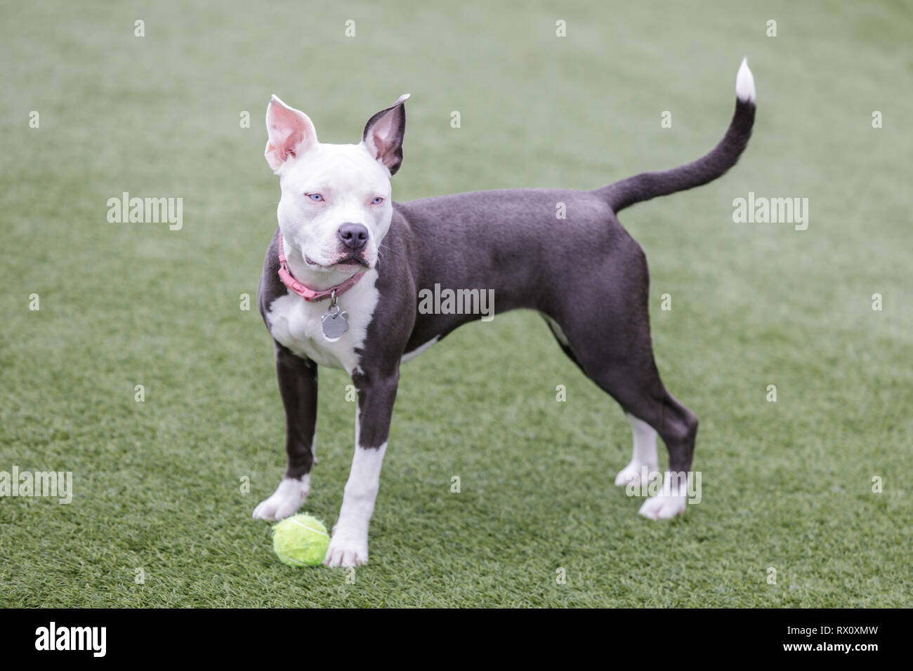 Blue-eyed cucciolo femmina l'American Pit Bull Terrier giocando con una palla da tennis. Foto Stock