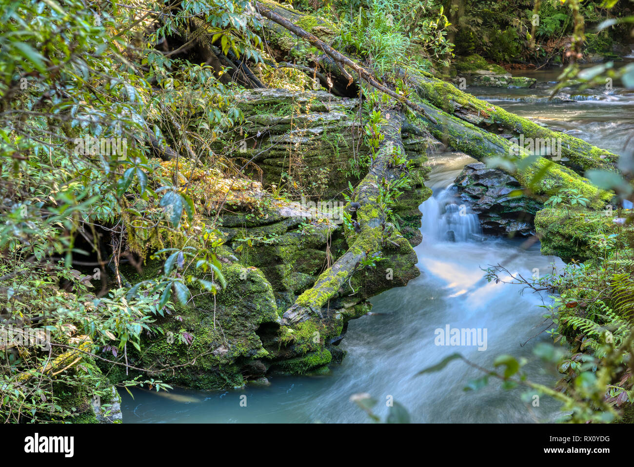 Fiume attraverso una foresta di Waitomo, Waikato Foto Stock