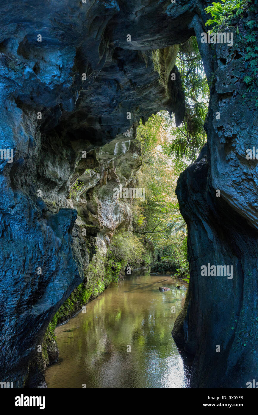 Grotte di calcare sulla Mangapohue ponte naturale a piedi, Waitomo Foto Stock