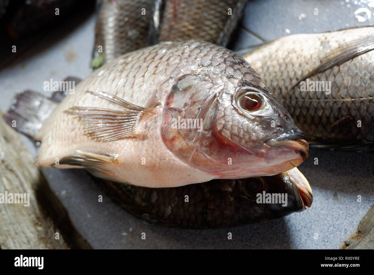 Il pesce fresco venduto nei mercati tradizionali Foto Stock