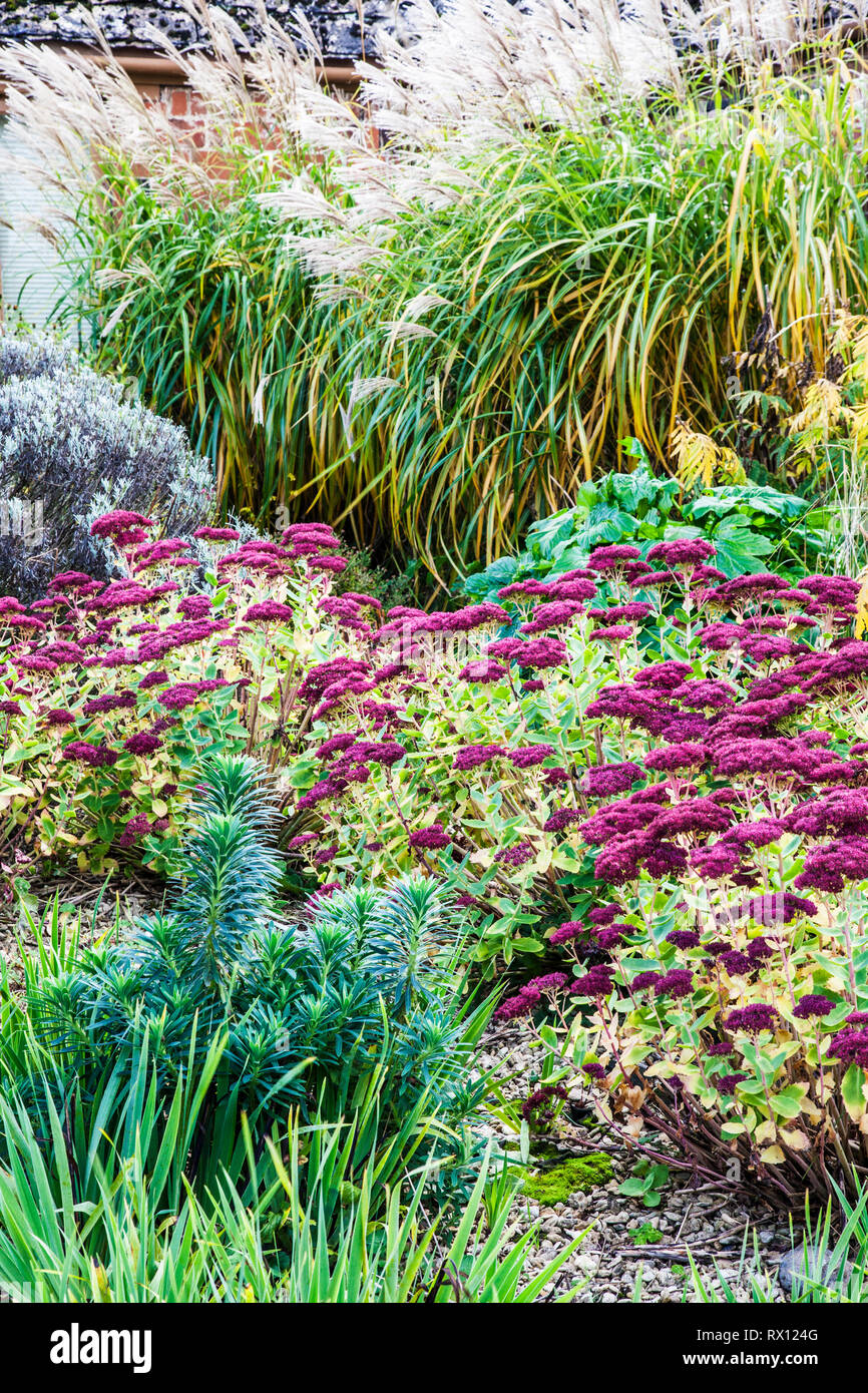 Parte di un autunno piante erbacee perenni confine in un giardino di ghiaia. Foto Stock