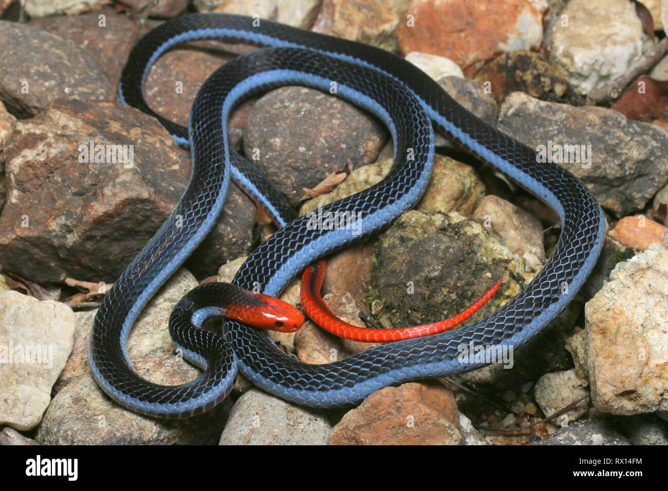 Blu: la malese Serpente corallo Foto Stock