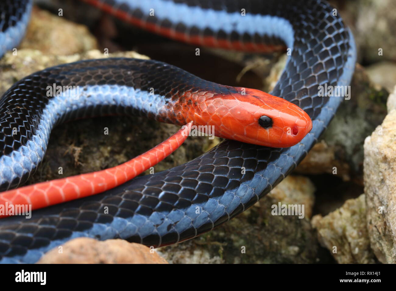 Blu: la malese Serpente corallo Foto Stock