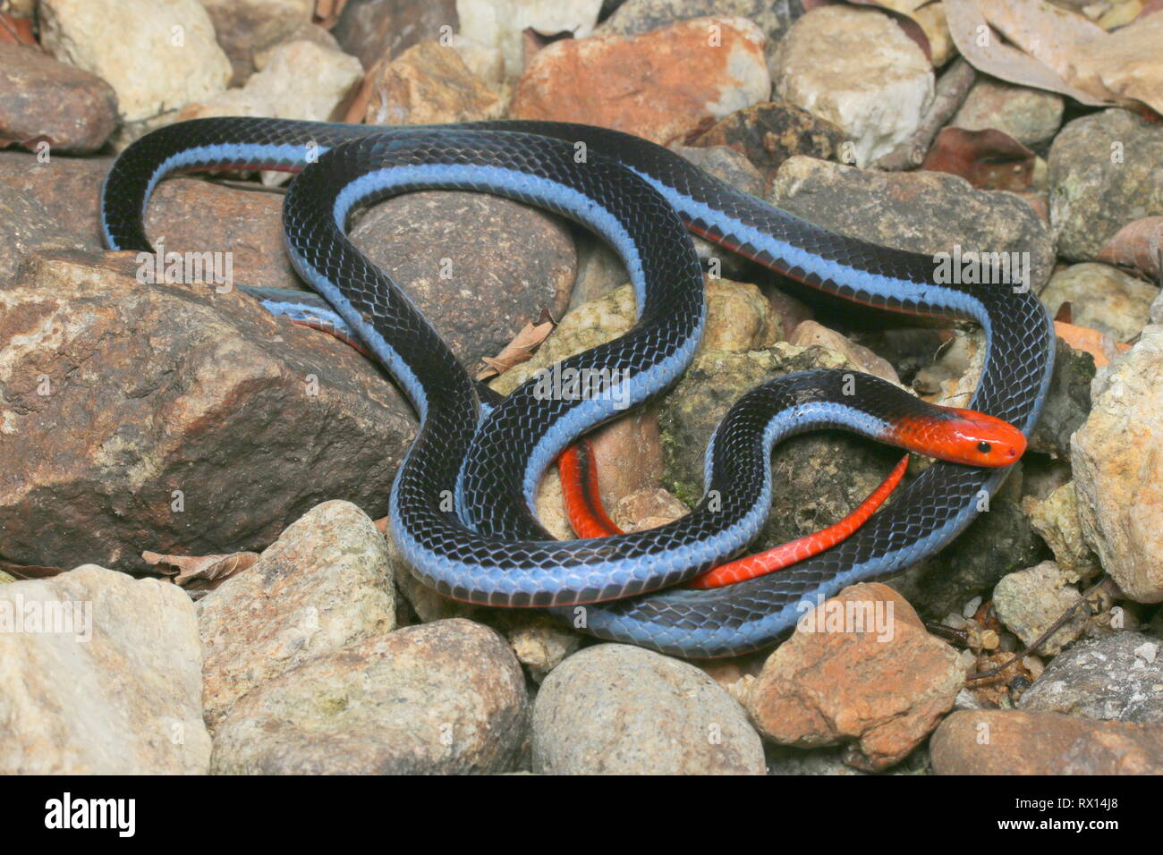 Blu: la malese Serpente corallo Foto Stock