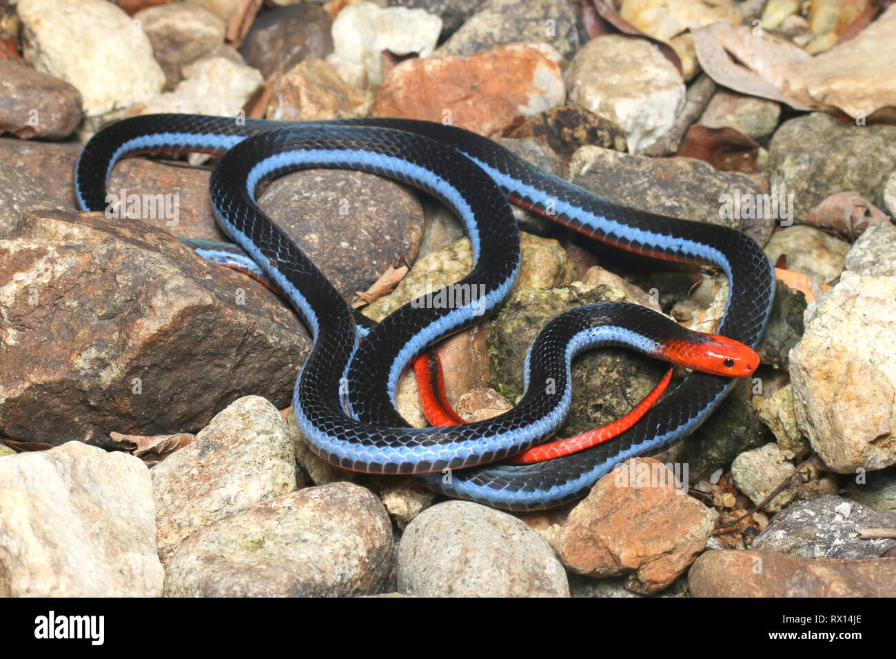 Blu: la malese Serpente corallo Foto Stock