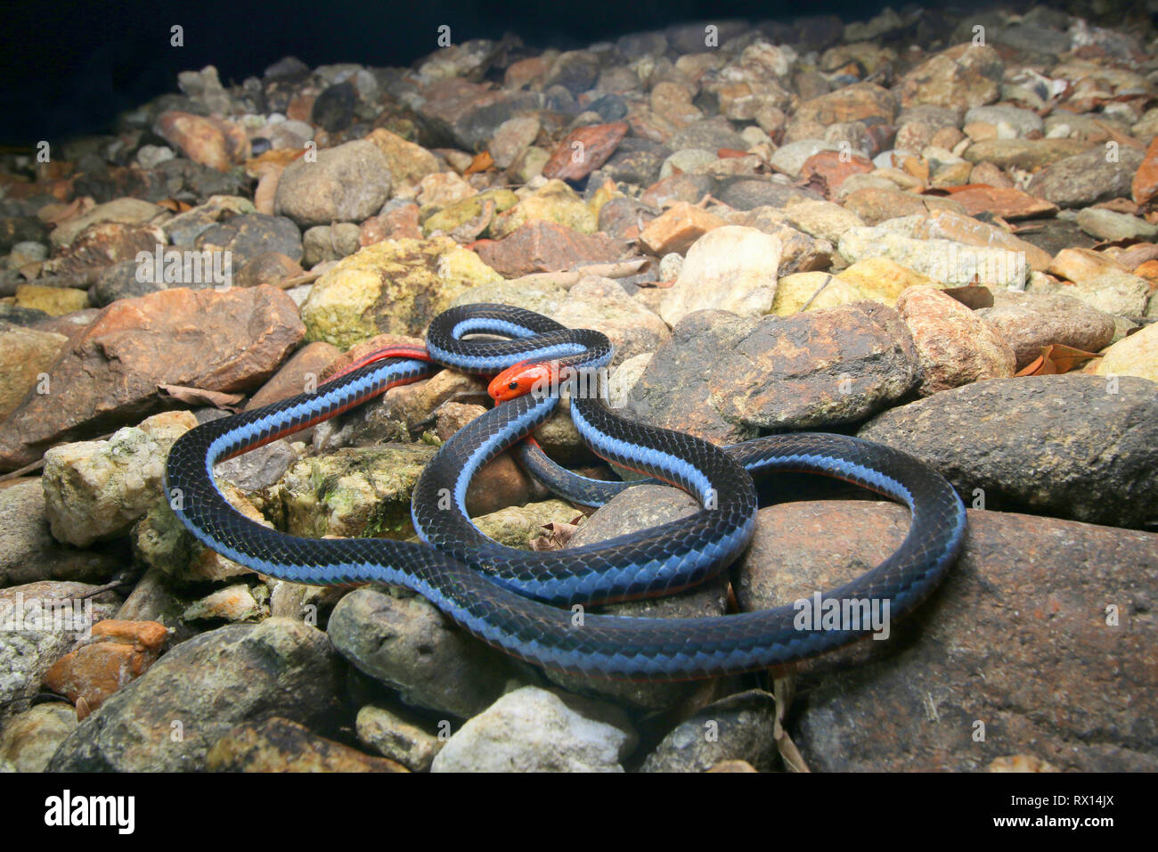 Blu: la malese Serpente corallo Foto Stock