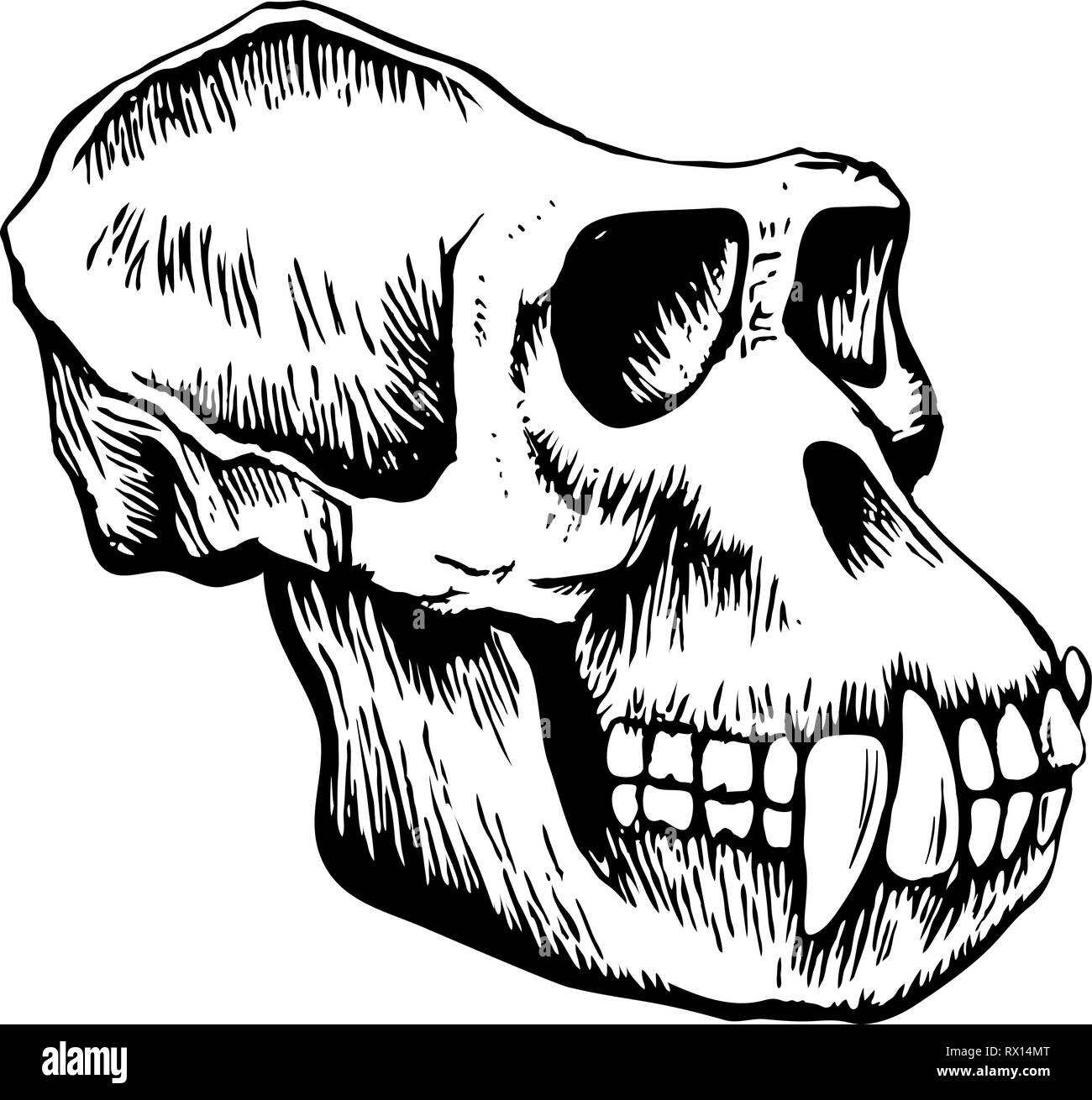 Monkey skull sketch Illustrazione Vettoriale
