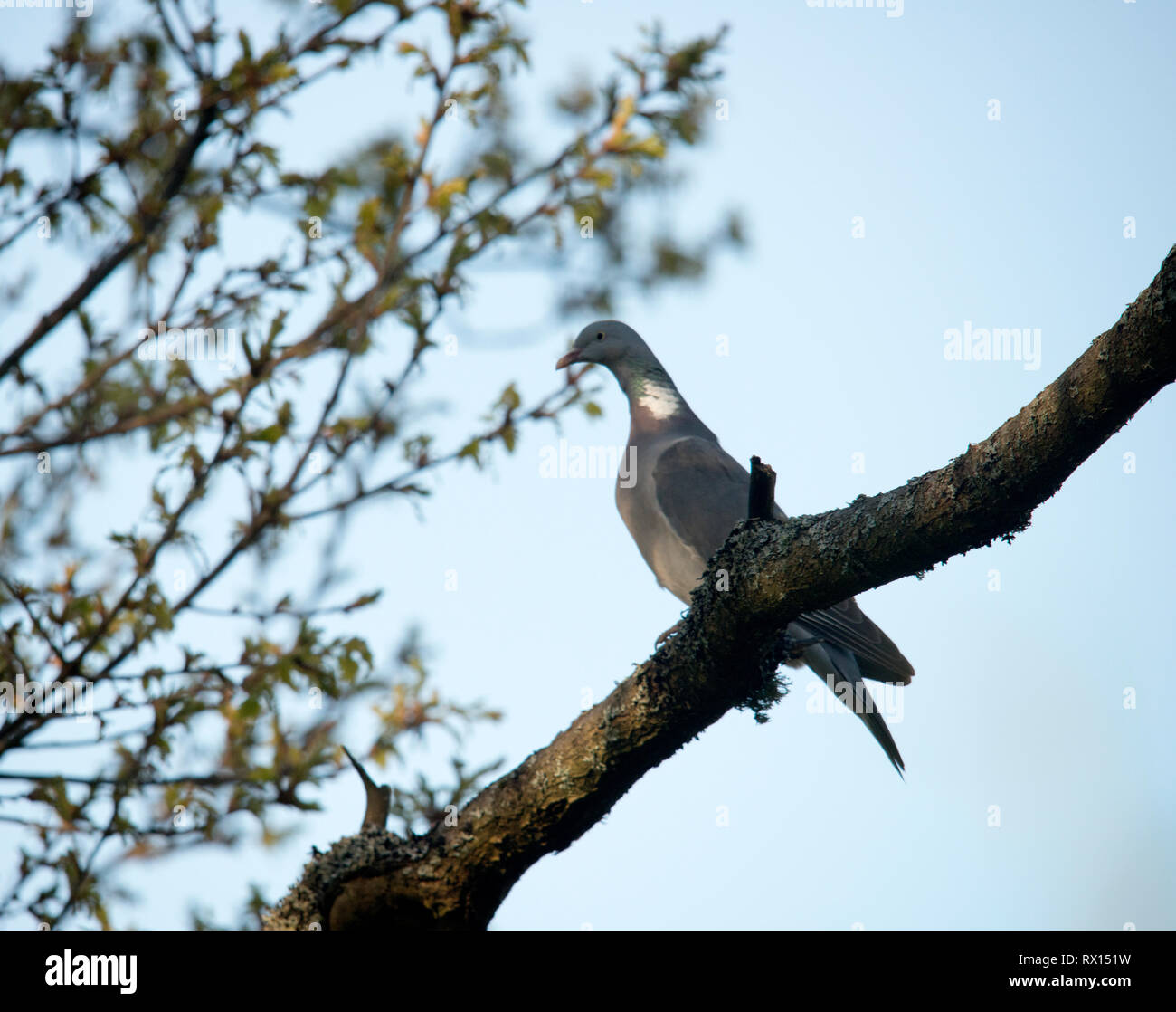 Anatre, in Svezia, Foto Stock