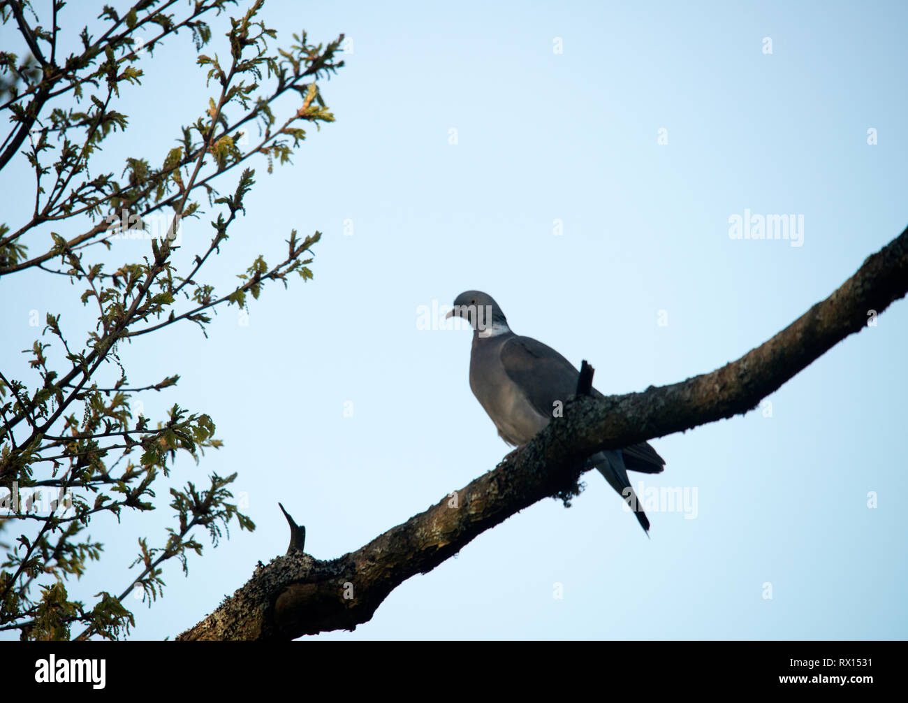Anatre, in Svezia, Foto Stock