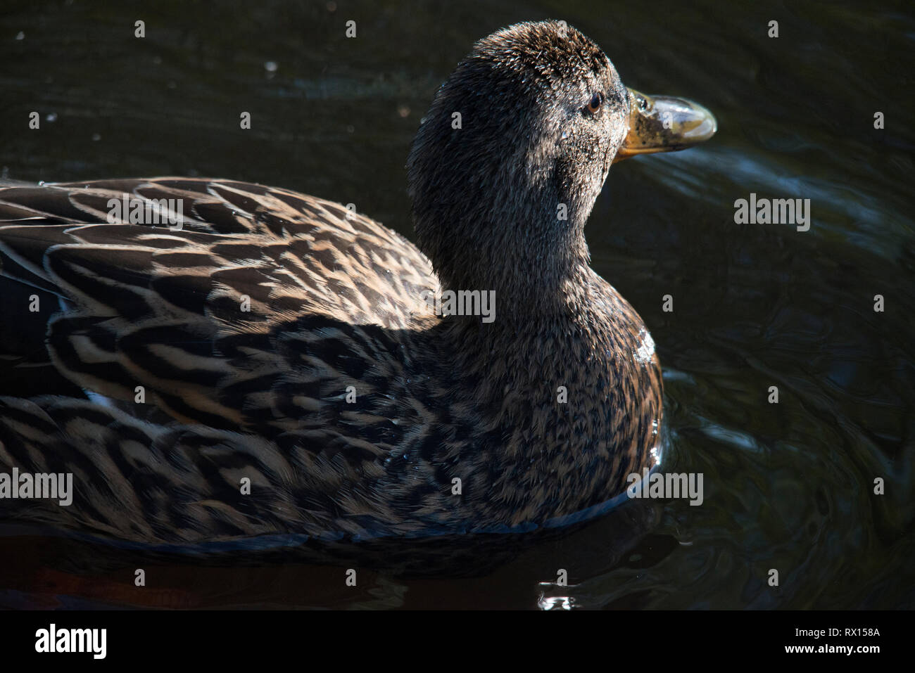 Anatre, in Svezia, Foto Stock
