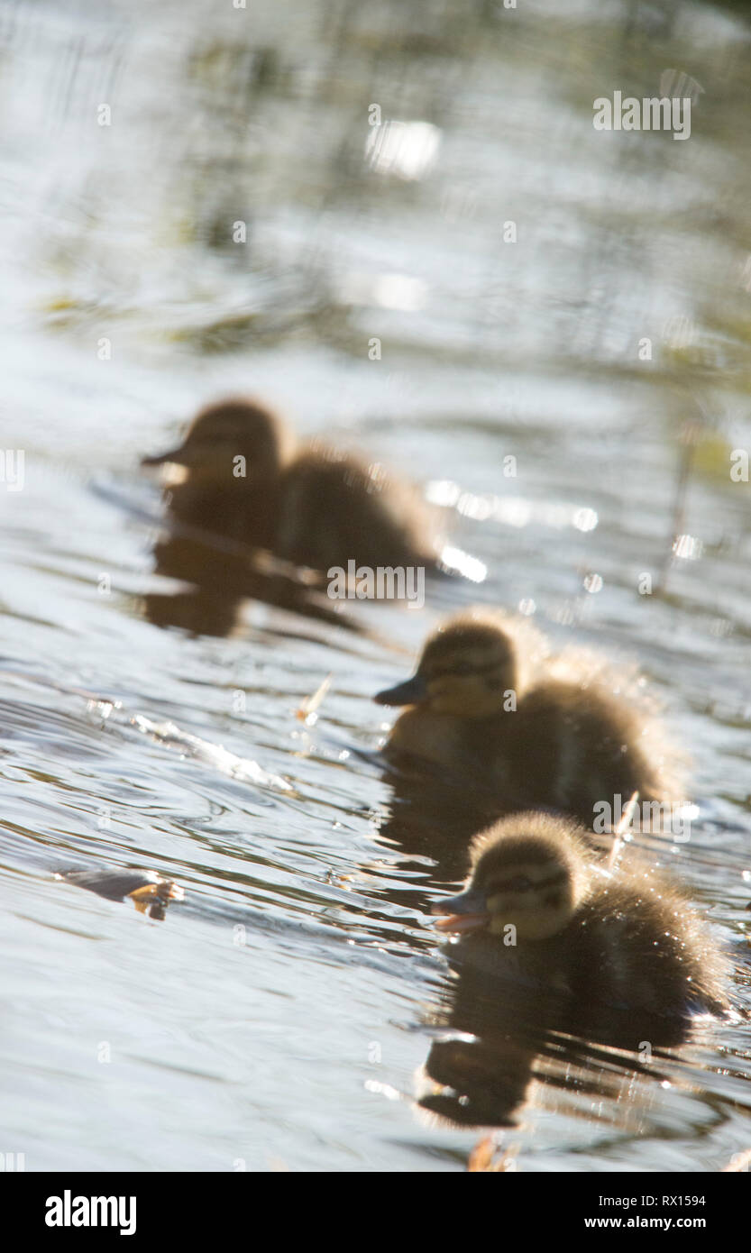 Anatre, in Svezia, Foto Stock