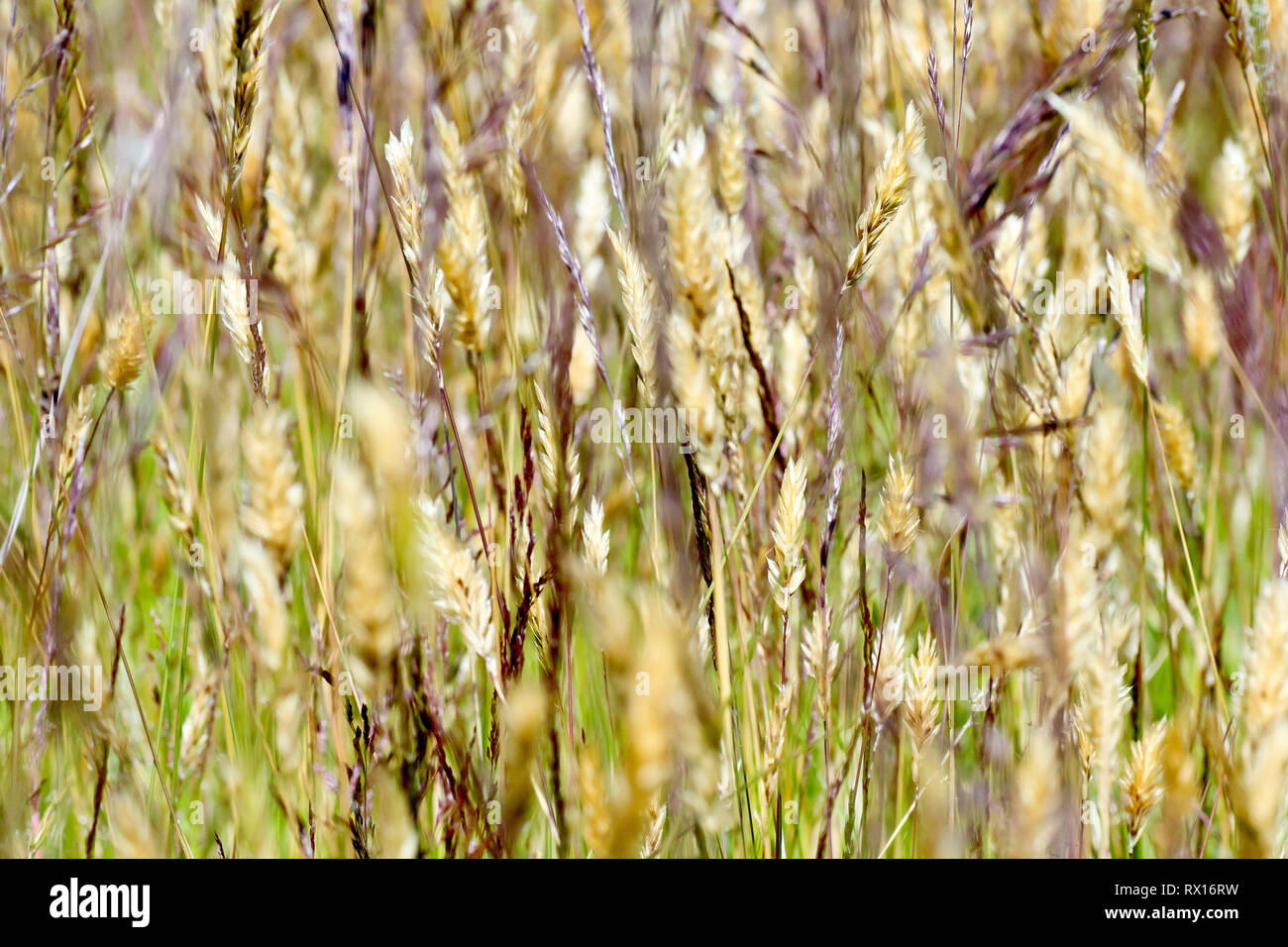 Erba, un close-up shot astratta di diversi tipi di coltivazione di erba sul ciglio della strada. Foto Stock