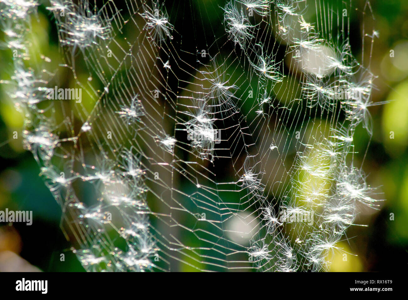 Primo piano di una rete di ragno retroilluminato coperta in semi di Rosebay Willowwib (epilobium, chamerion, o chamaenerion angustifolium). Foto Stock