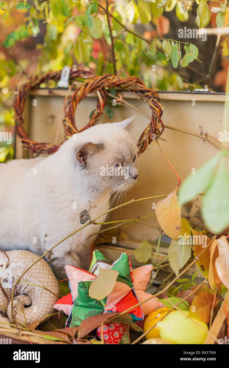Bel gatto in autunno il decor per scattare una foto. Foto Stock