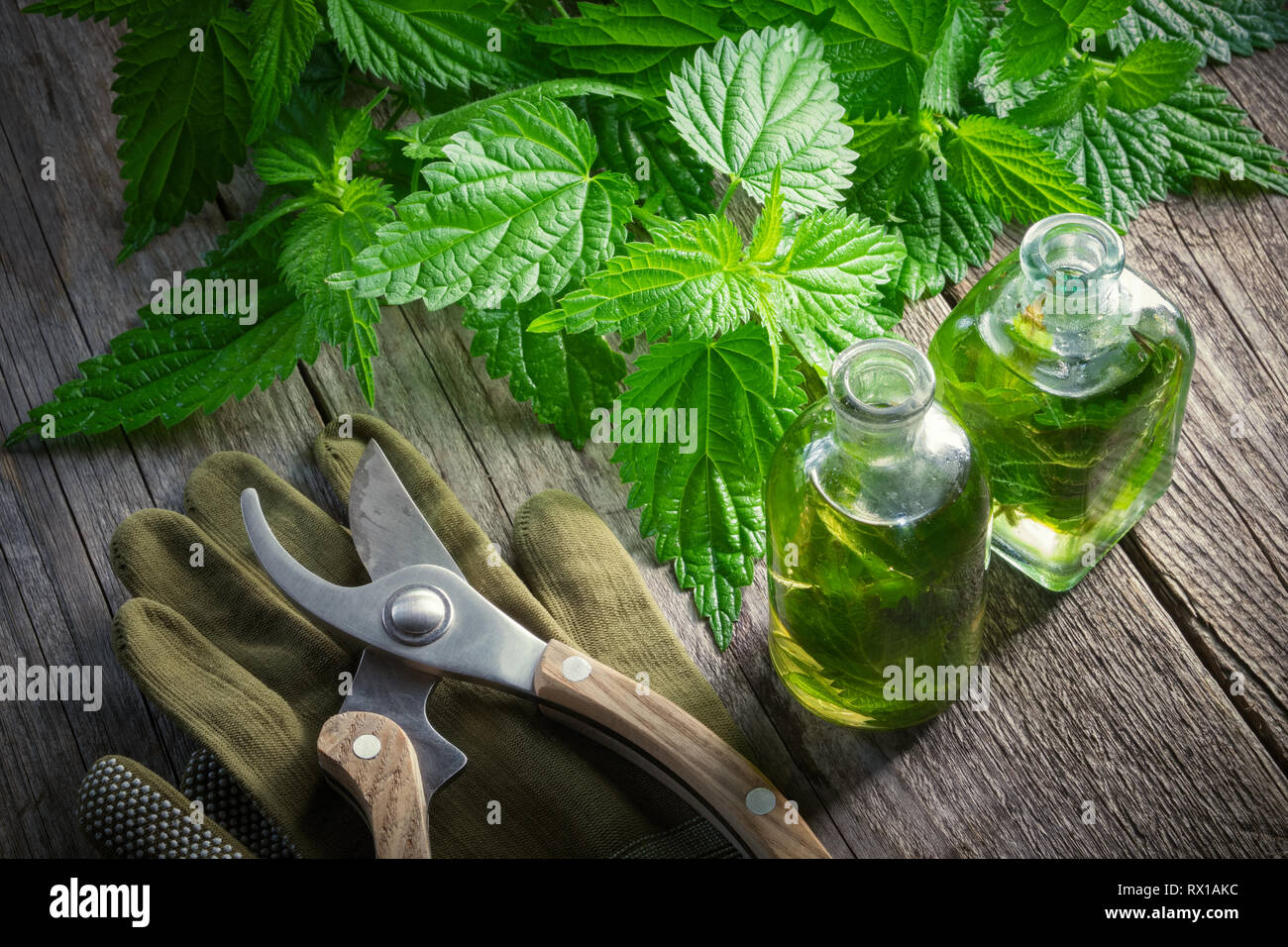 Ortica ramoscelli, sano di infusione o bottiglia di olio, guanti e giardino potatore sul vecchio tavolo in legno. Vista dall'alto. Foto Stock Ortica ramoscelli, sano di infusione o bottiglia di olio, guanti e giardino potatore sul vecchio tavolo in legno. Vista dall'alto. Foto Stock