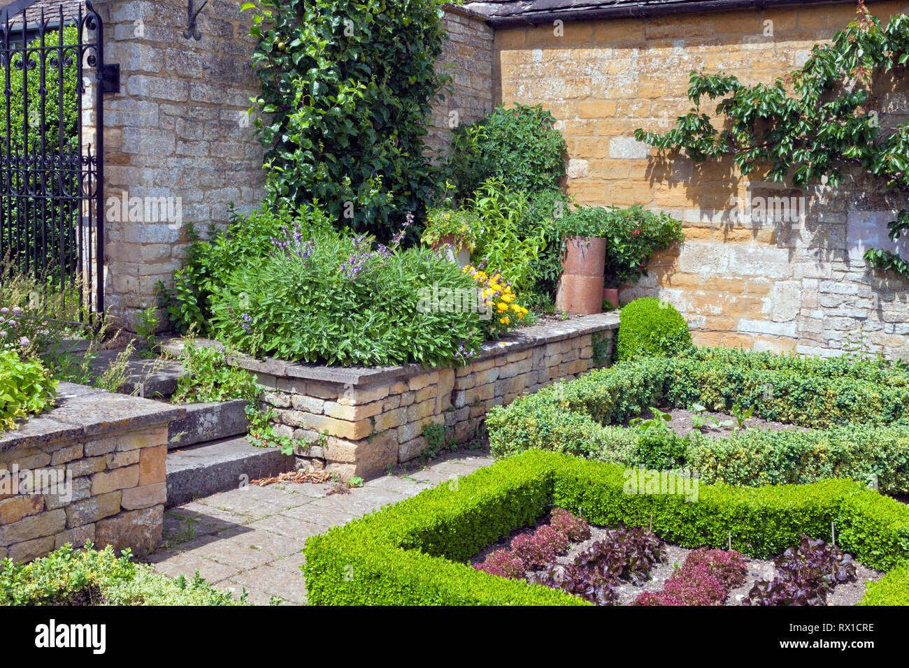 Estate di vegetali e giardino di erbe con lattuga crescendo in lotti racchiusi da rifilato siepe, erbe aromatiche e alberi da frutto dalla parete di pietra . Foto Stock