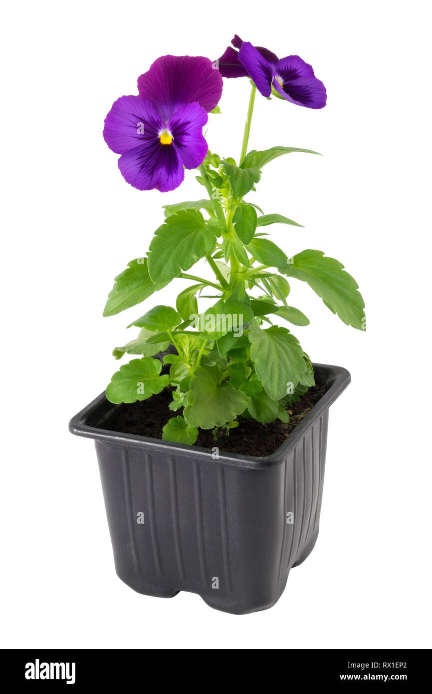 Pansies viola tricolore fiore nel recipiente in plastica, isolato su bianco. Foto Stock