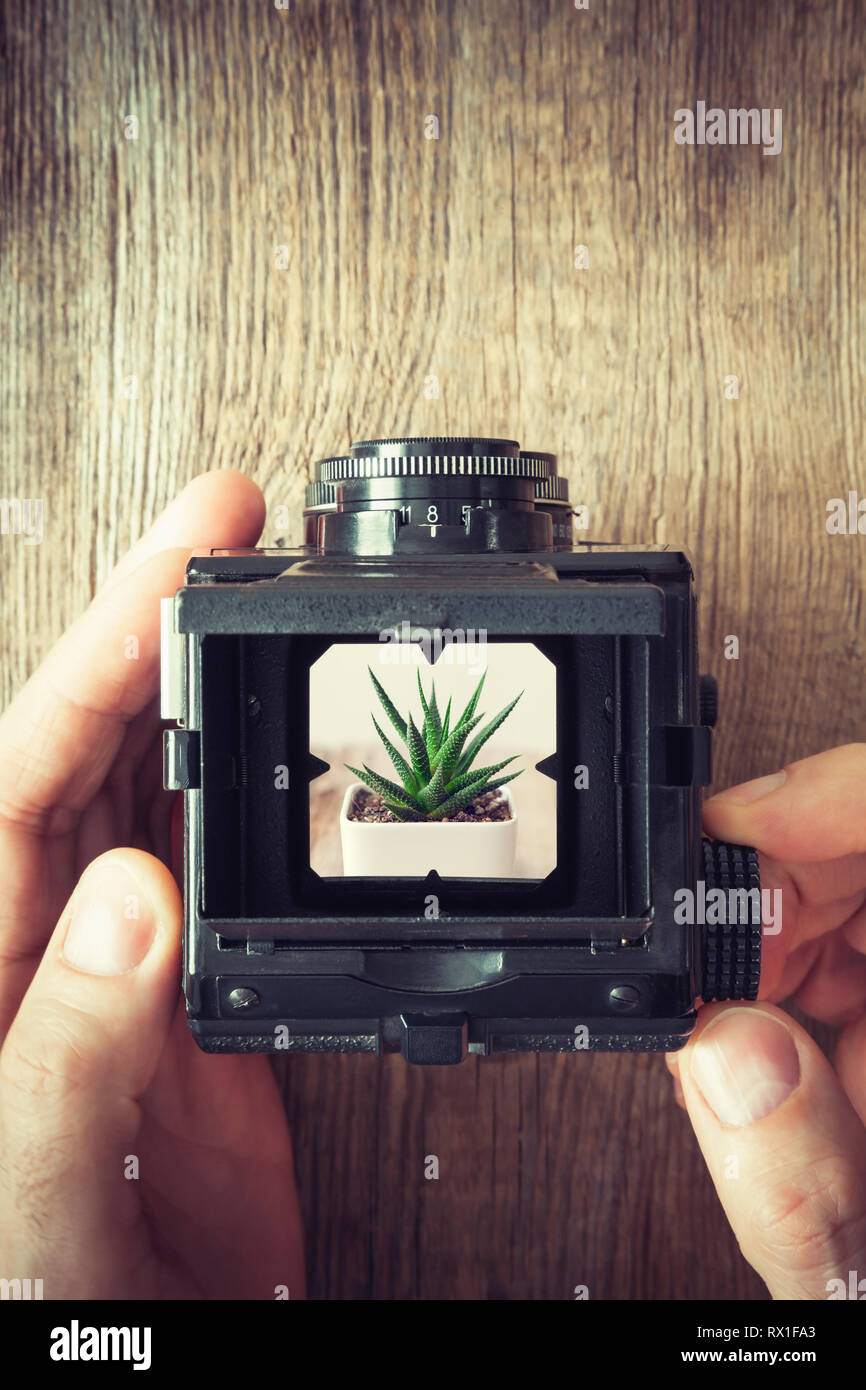 Fotografi mani tenendo la fotocamera di antiquariato e la ripresa di succulenti. Vista dall'alto. Foto Stock