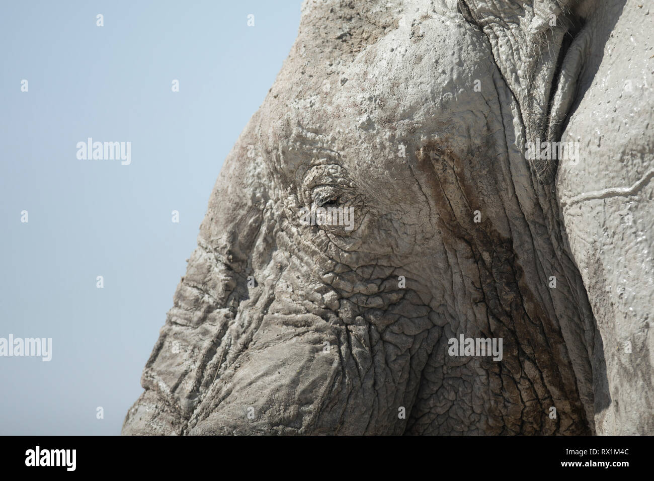 Elephant bevendo in Etosha National Park, Namibia. Foto Stock