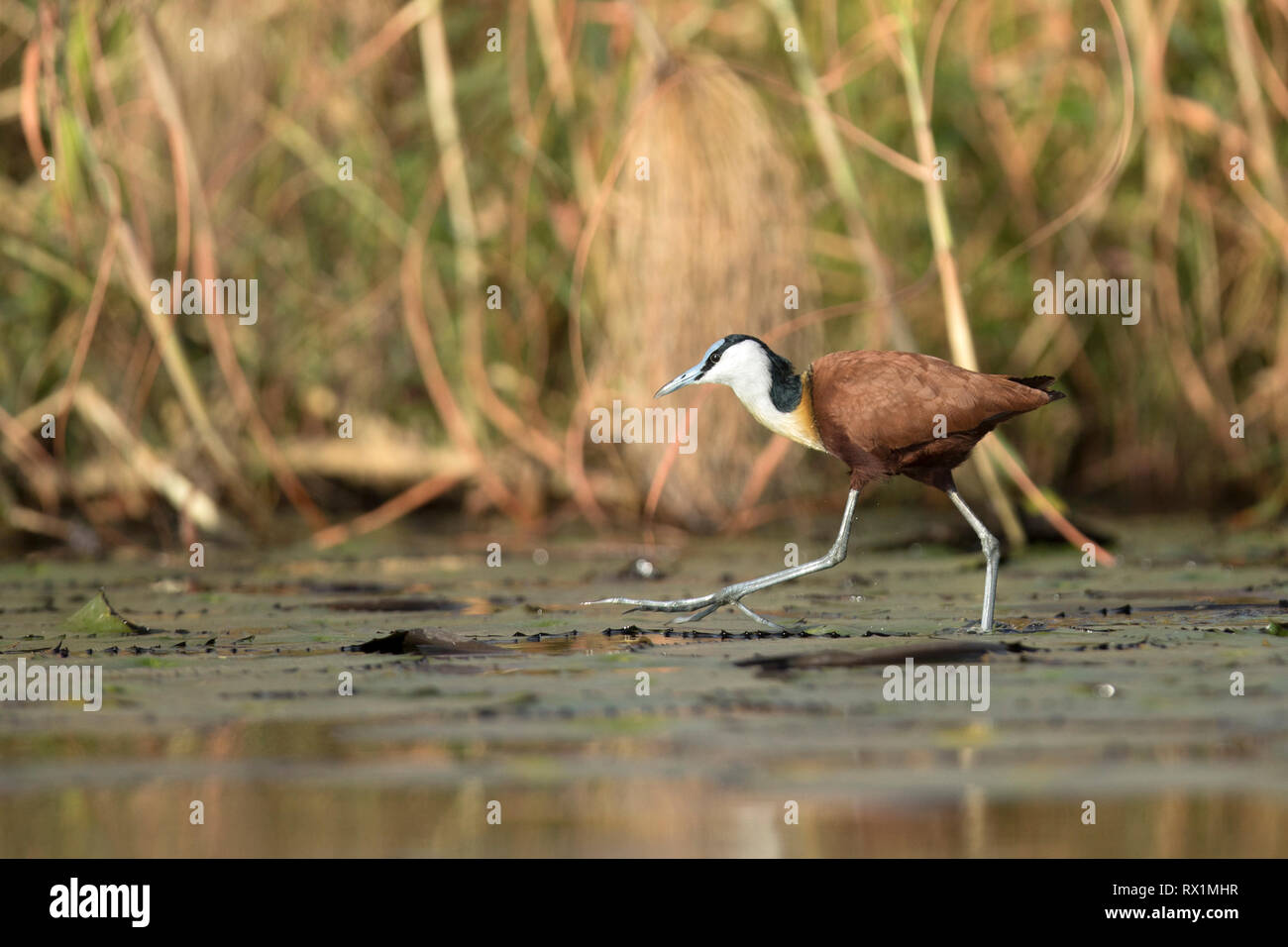 African Jacana camminando sulle ninfee in Chobe National Park, il Botswana. Foto Stock