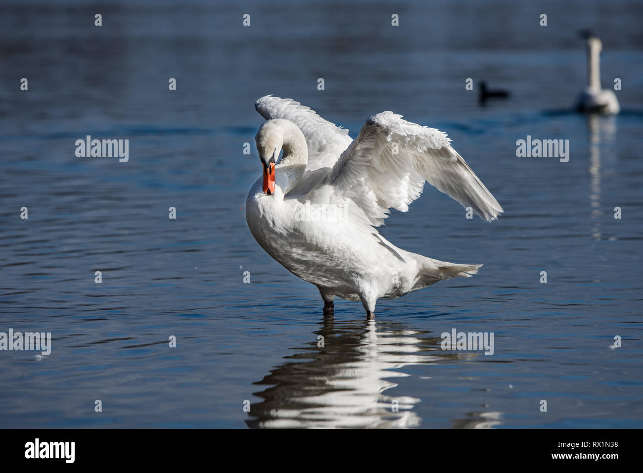 Bellissimo cigno sul fiume, con le sue ali stese, detergente le sue piume Foto Stock