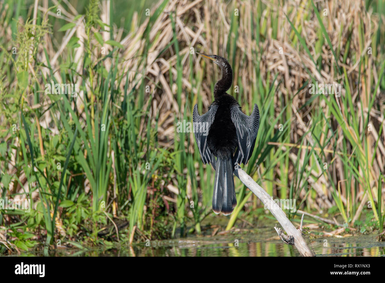 Anhinga (Anhinga anhinga) Foto Stock