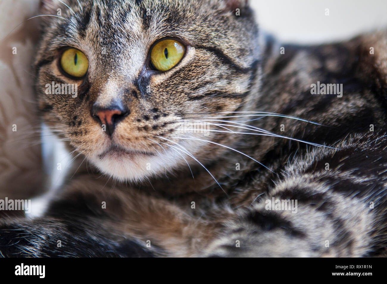 Tabby cat fissando intensamente nel vicino a distanza con vivaci occhi gialli Foto Stock