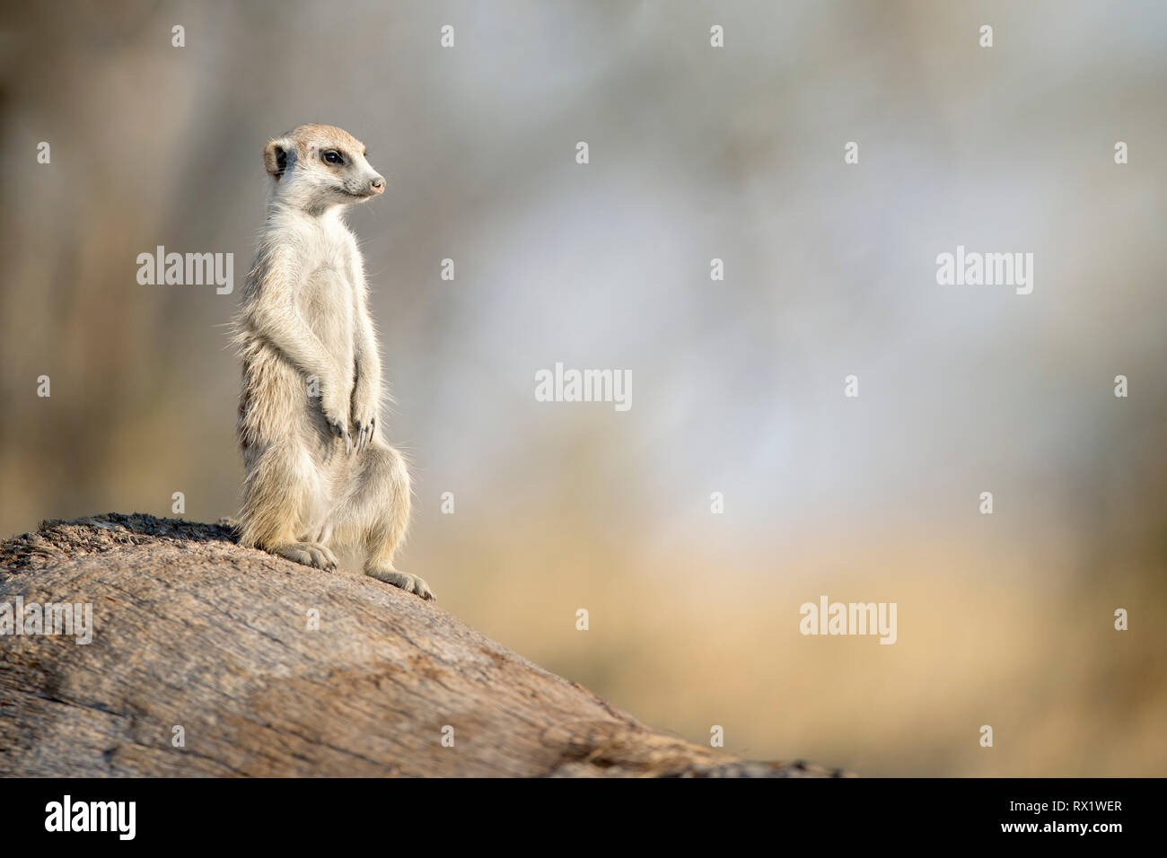 Meerkat in tegami di Makgadikgadi del Botswana. Foto Stock