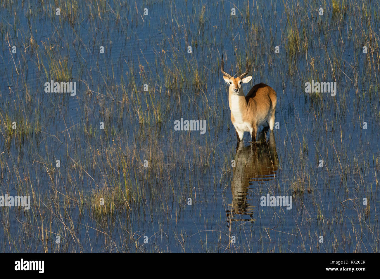 Un rosso lechwe dall'aria in Okavango Delta vicino chiefs island, il Botswana. Foto Stock