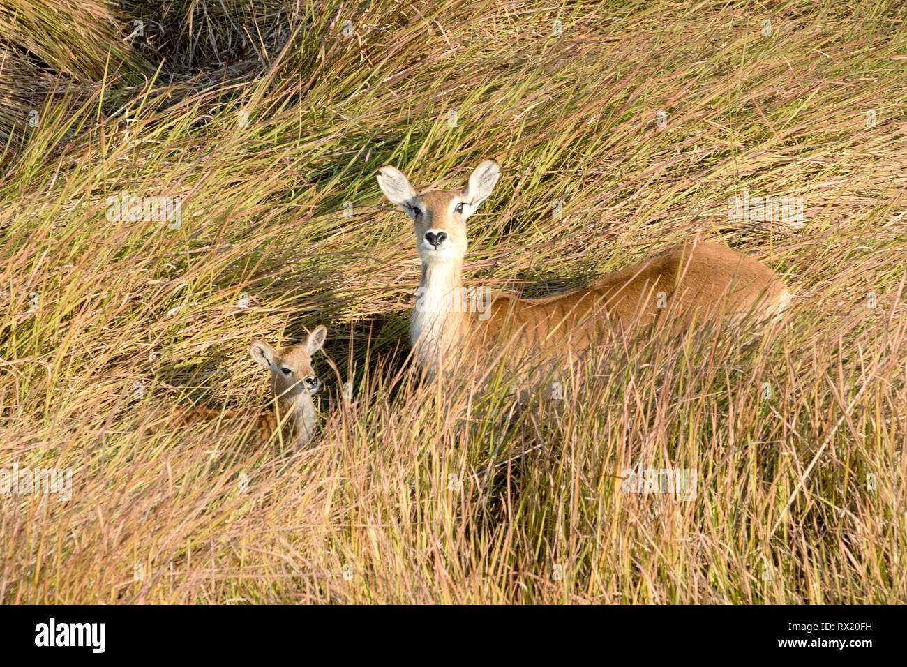 Un rosso lechwe dall'aria in Okavango Delta vicino chiefs island, il Botswana. Foto Stock