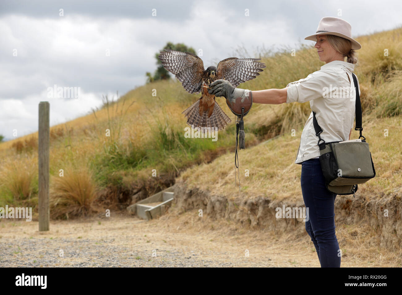 Foto di Tim Cuff - 14 dicembre 2018 - Diana Dobson, che è voliera manager presso il Marlborough Falcon Trust, Blenheim, Nuova Zelanda. Funzioni di visualizzazione Foto Stock