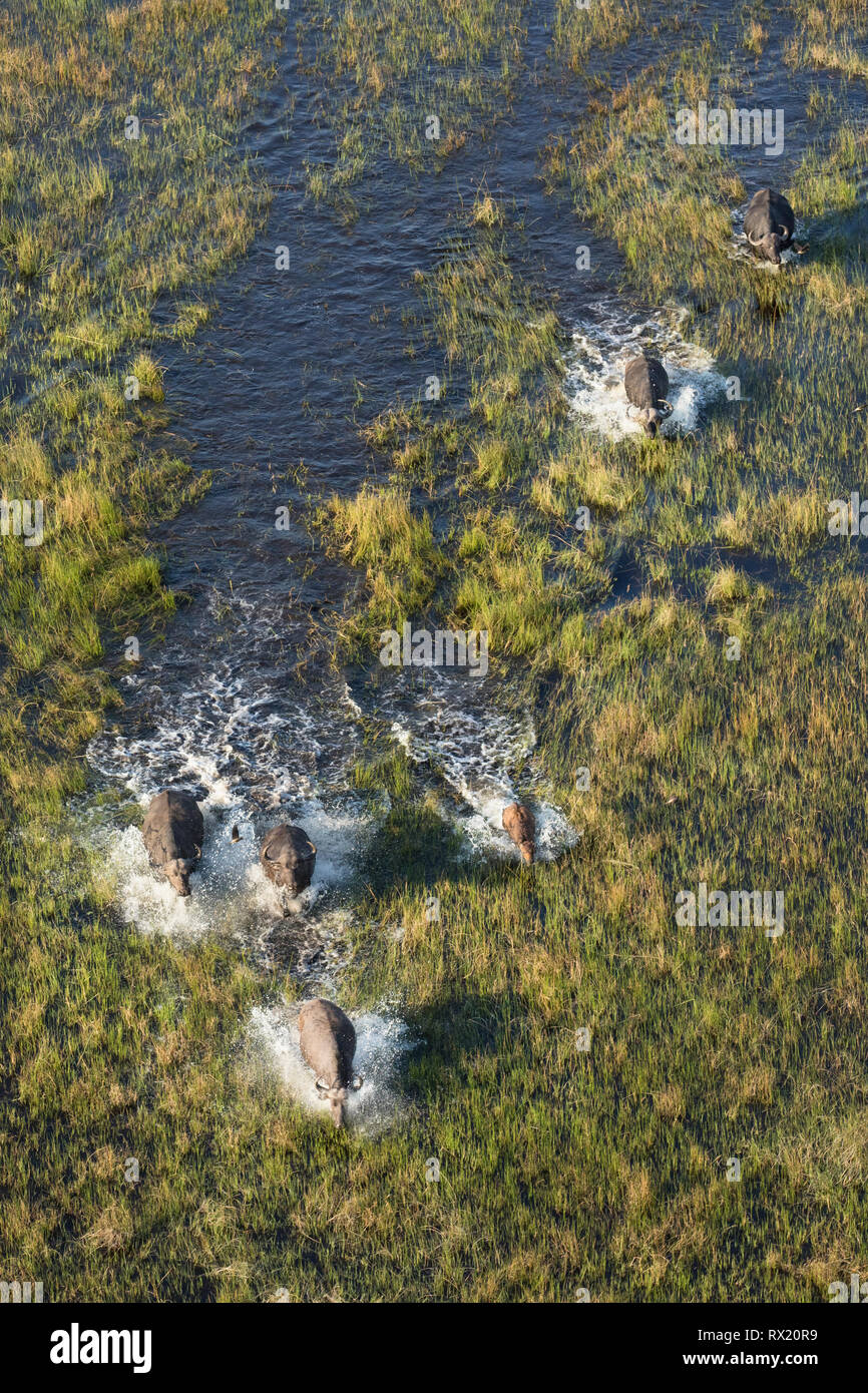 Una mandria di bufali che corre attraverso l'acqua del delta dell'Okavango Foto Stock
