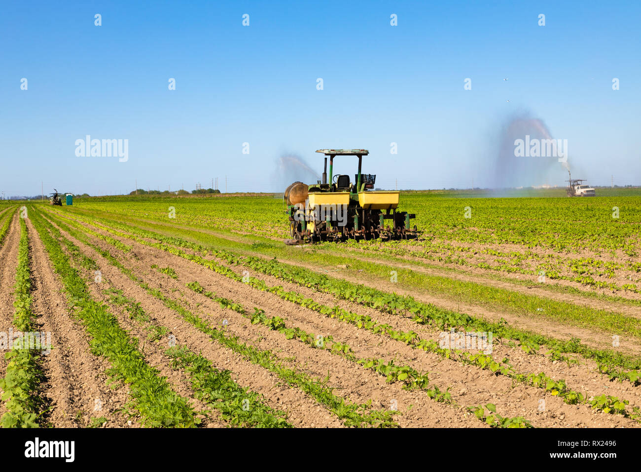 Il trattore la spruzzatura di pesticidi in campo vegetale con spruzzatore, Homestead, Florida, Stati Uniti d'America Foto Stock