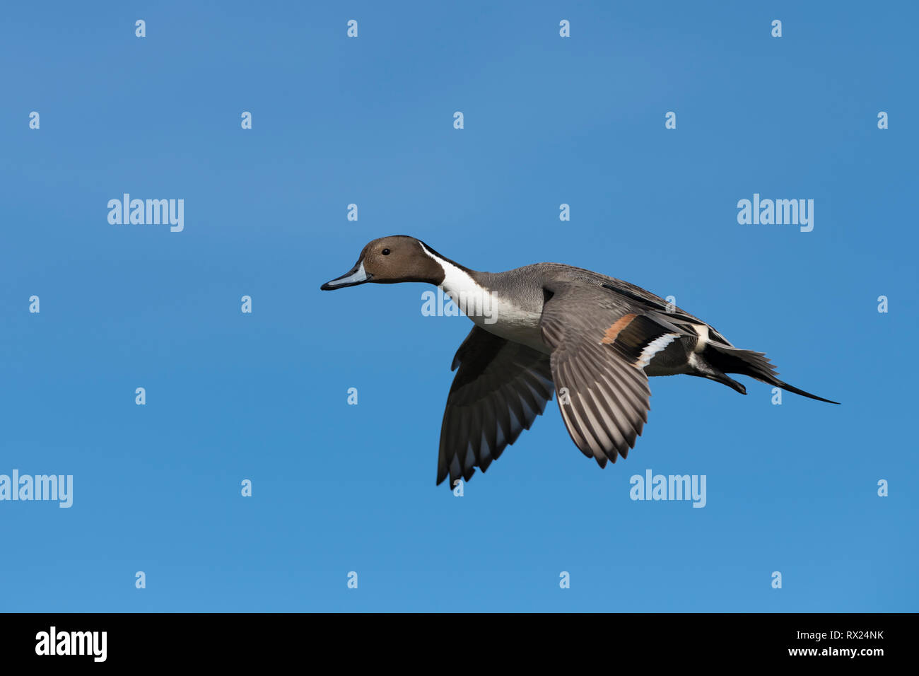 Maschio Pintail settentrionale (Anas acuta), Esquimalt Laguna, Victoria, Isola di Vancouver, Canada Foto Stock