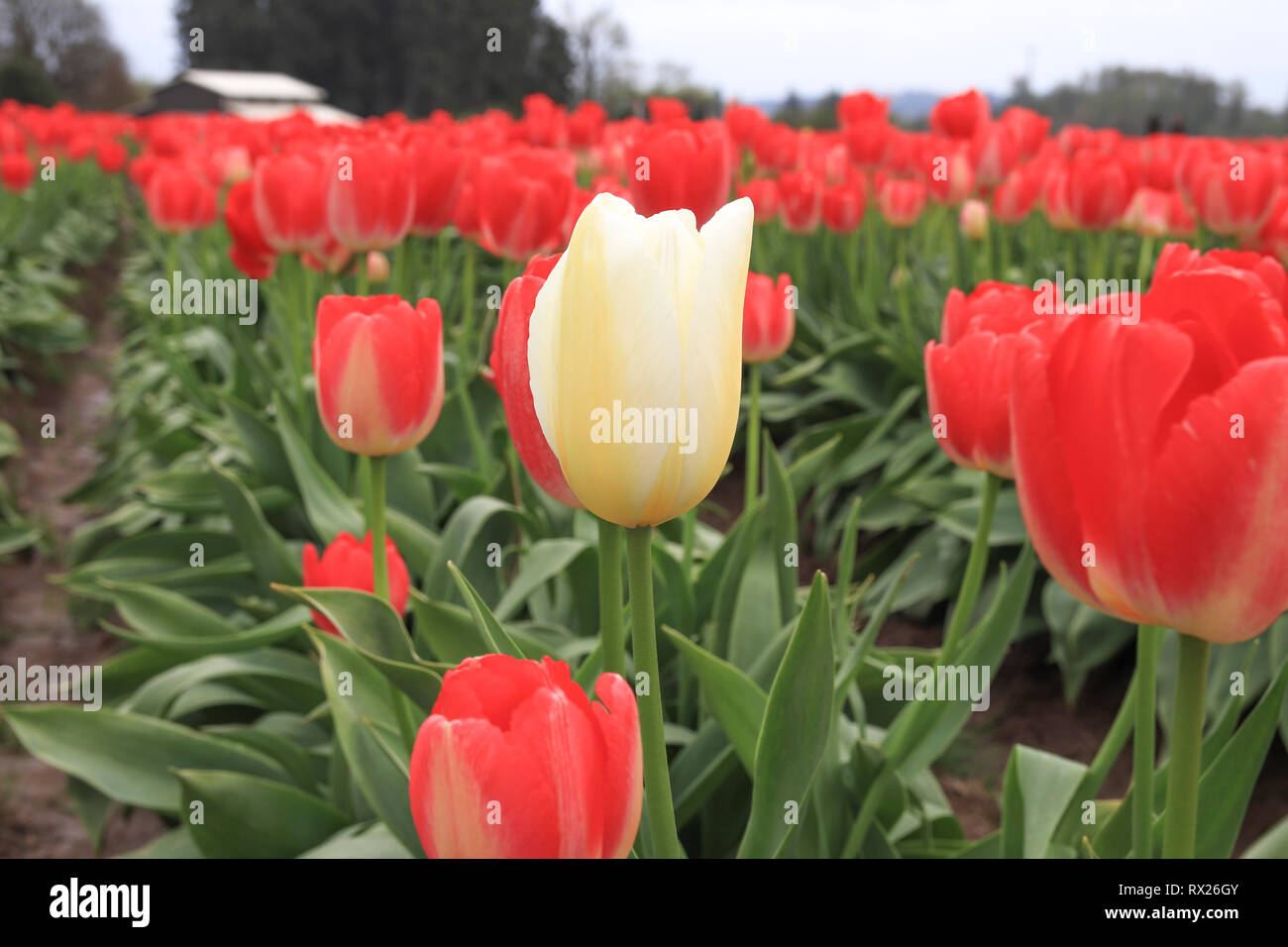 Un tulipano bianco che cresce su un rosso tulip fila. Essere unico e diverso concetto. Foto Stock