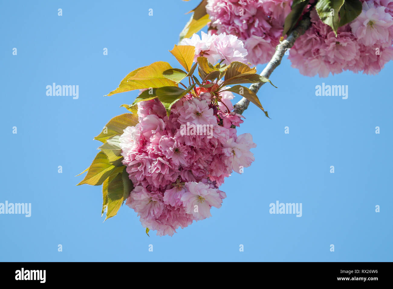 Ramo di albero con splendidi fiori in fiore contro il cielo blu in primavera Foto Stock