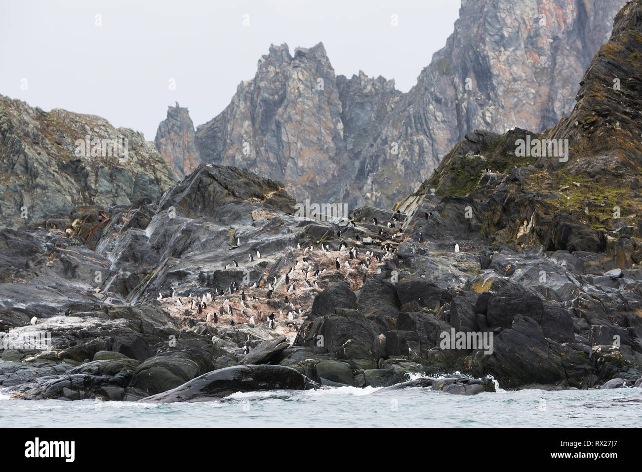 Una colonia di pinguini dal sottogola (Pygoscelis antarcticus) che nidifica sulle rive inospitali di Elephant Island. A sud le isole Shetland, Antartide. Foto Stock