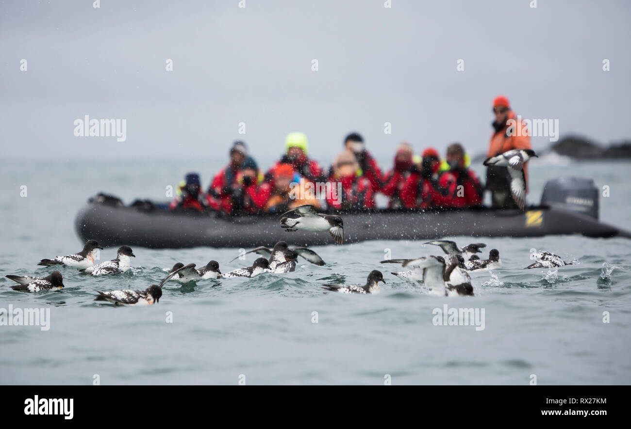 I petrelli del capo (capenso del capenso del captione) si riuniscono per nutrirsi su una sfera dell'esca mentre uno zodiak pieno dei passeggeri osserva sopra. Elephant Island, South Shetland Islands, antartide. Foto Stock