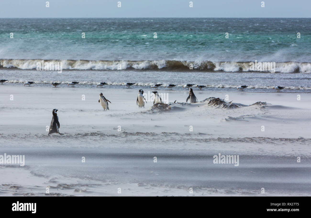 I pinguini di Magellano (Spheniscus magellanicus) e Kelp Gabbiani condividono un ventoso spiaggia sabbiosa di Saunders Island. Isole Falkland, Sud America Foto Stock