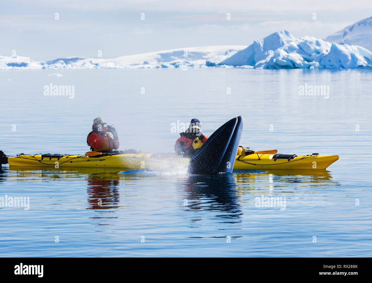 Incontro Kayakers vicino a Minke Whale (Balaenoptera bonaerensis) coming up per un soffio mentre paddling in Curtis Bay. Penisola Antartica Foto Stock