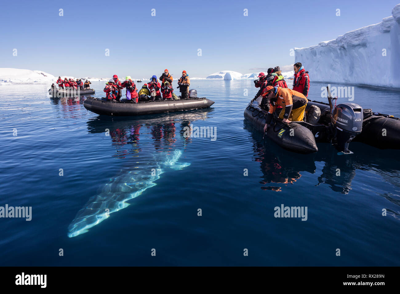 Passeggeri Zodiac guardare come un curioso Minke Whale (Balaenoptera bonaerensis) si prepara alla superficie durante il nuoto in Curtis Bay. Penisola Antartica Foto Stock