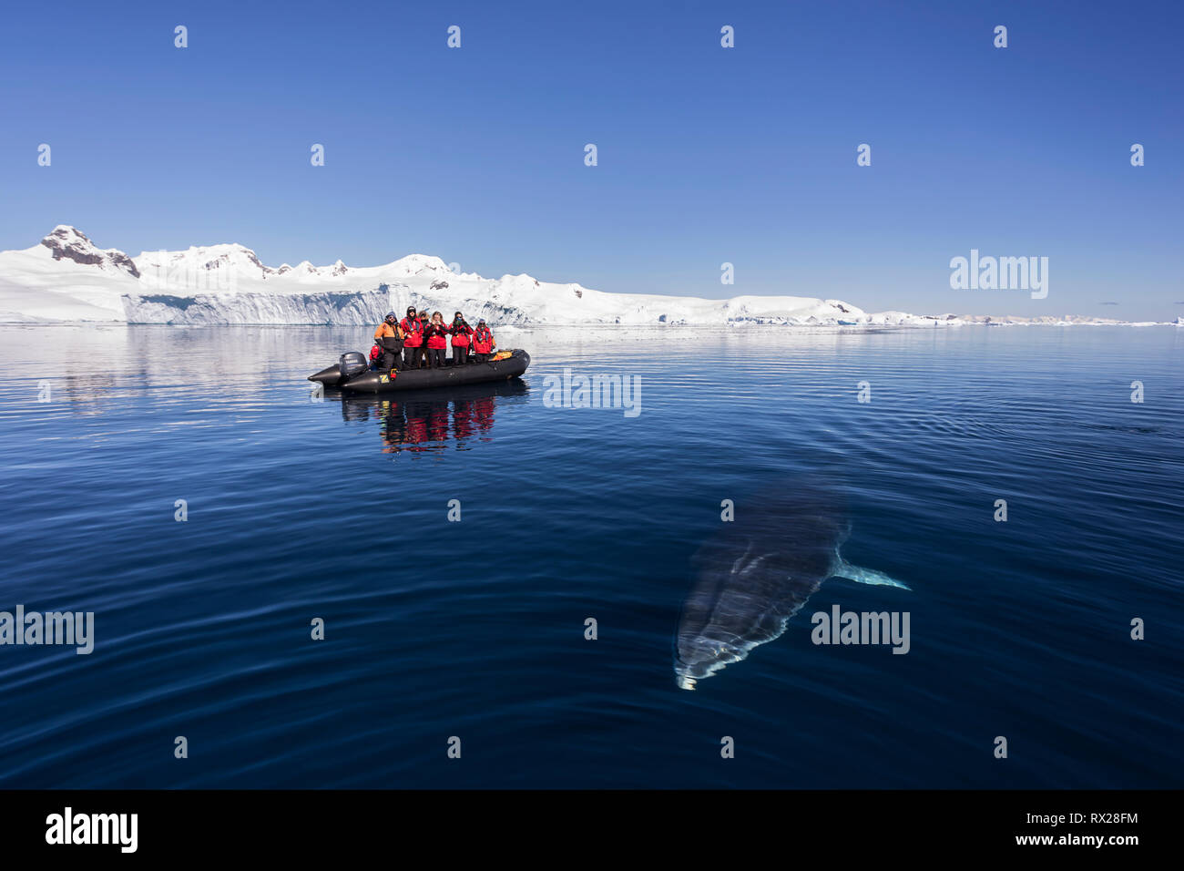 Passeggeri Zodiac guardare come un curioso Minke Whale (Balaenoptera bonaerensis) si prepara alla superficie durante il nuoto in Curtis Bay. Penisola Antartica Foto Stock